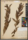 Foto von Salix triandra subsp. triandra L.